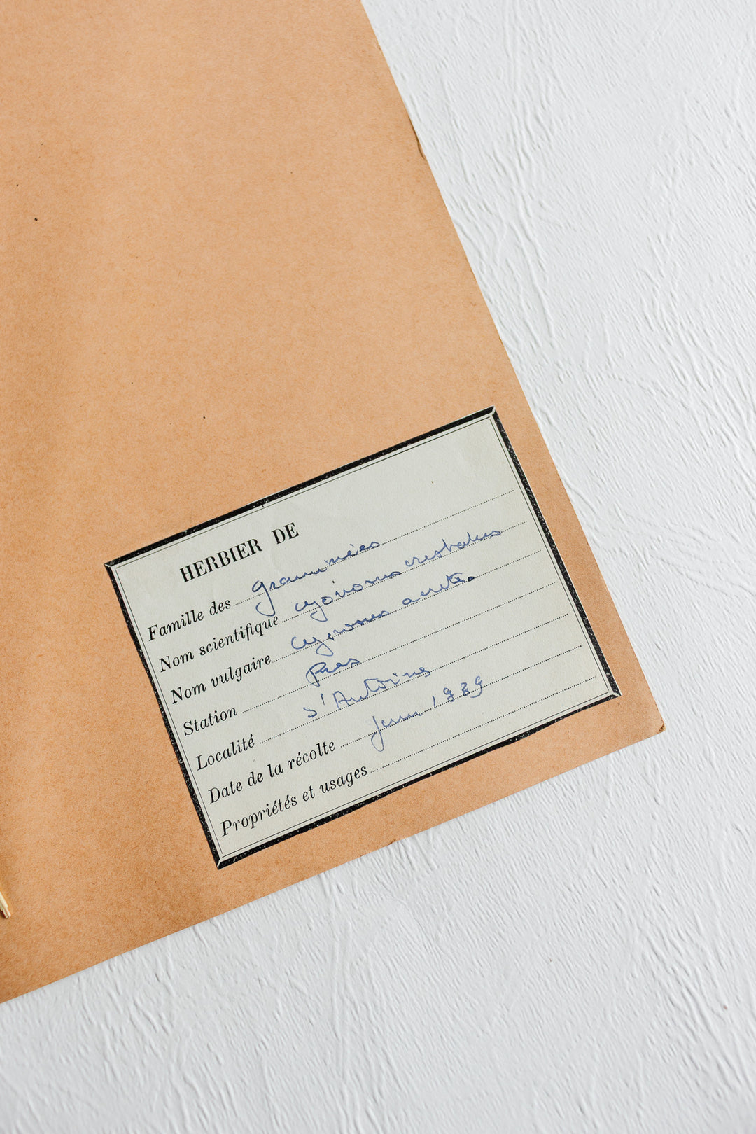 vintage french 1930s botanical  sample