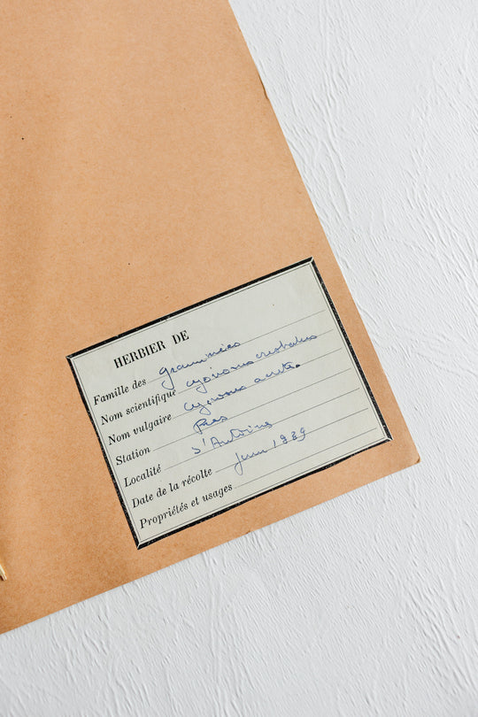 vintage french 1930s botanical  sample