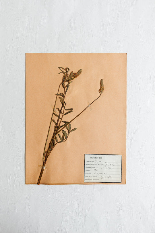 vintage french 1930s botanical  sample