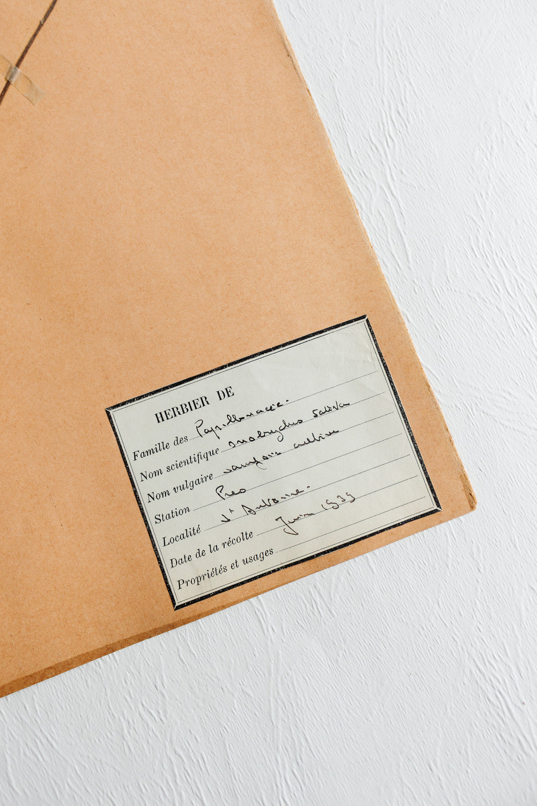 vintage french 1930s botanical  sample