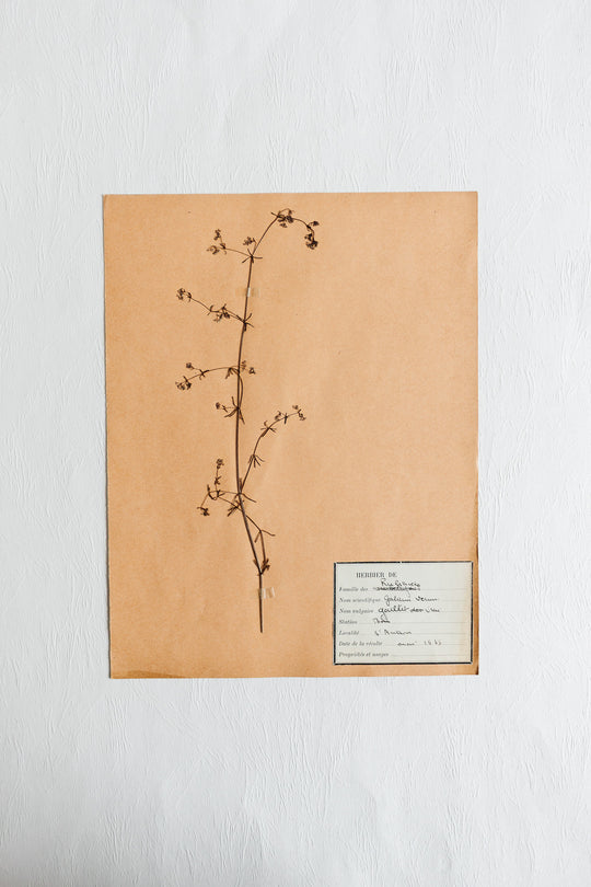 vintage french 1930s botanical  sample