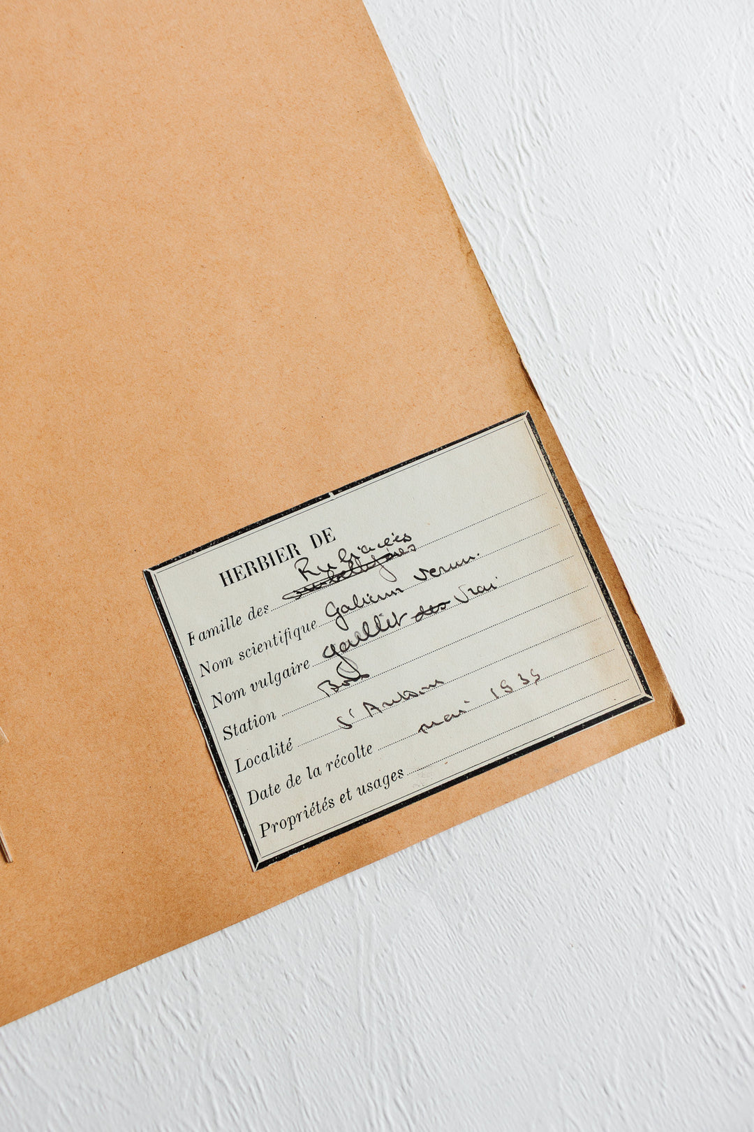 vintage french 1930s botanical  sample