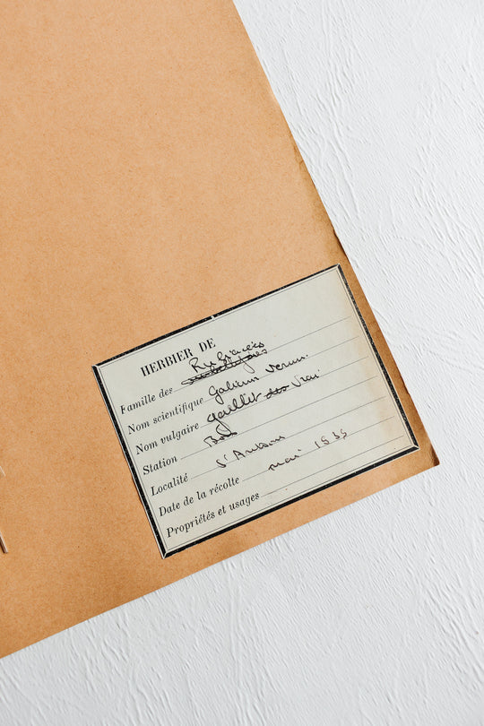 vintage french 1930s botanical  sample