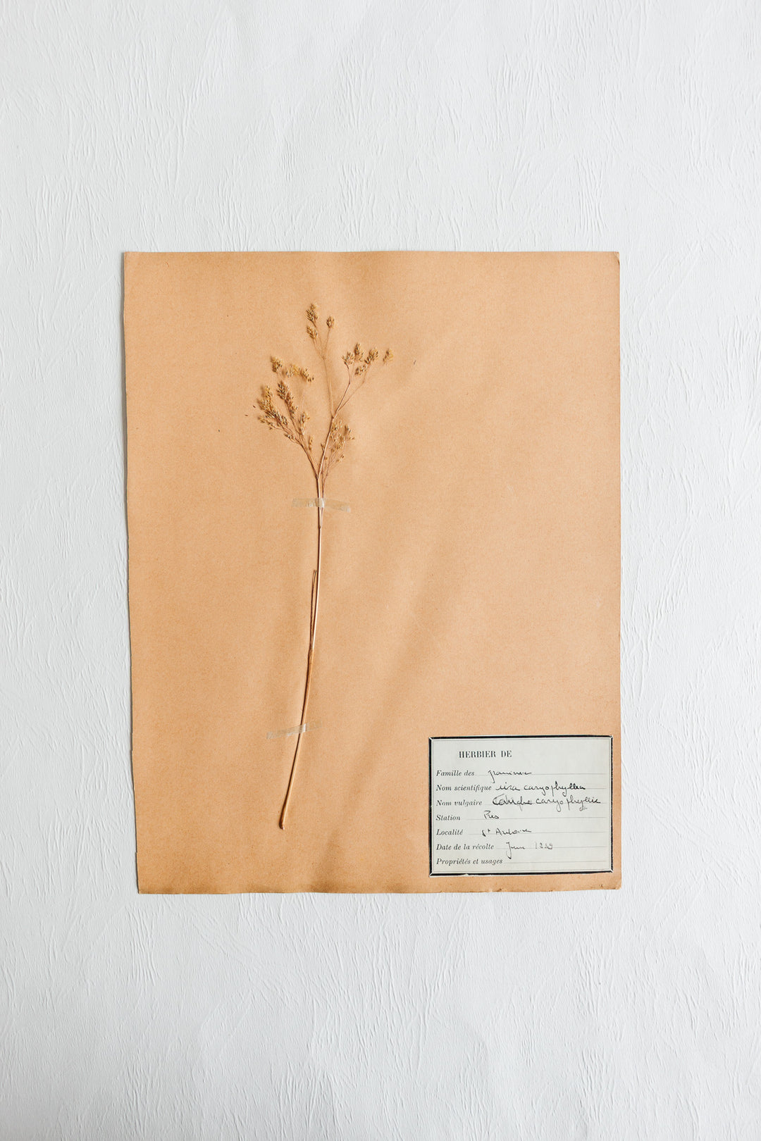 vintage french 1930s botanical  sample