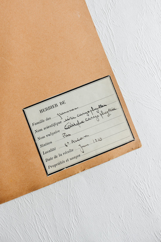 vintage french 1930s botanical  sample