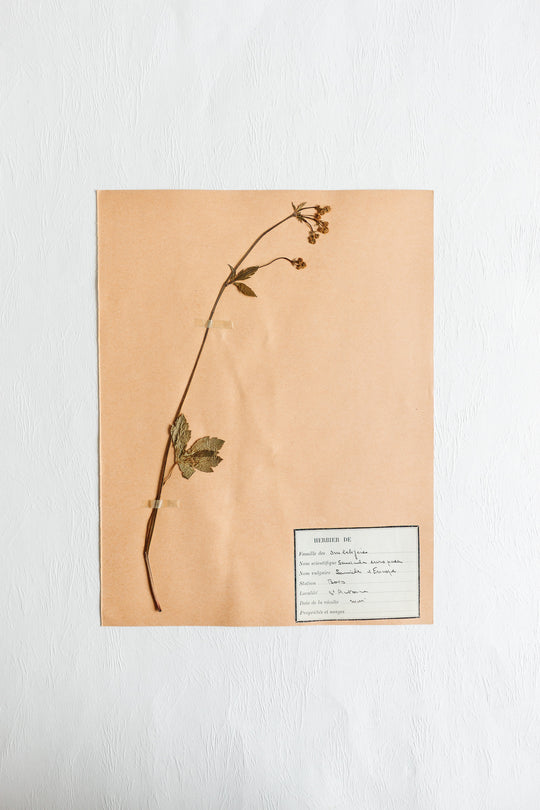 vintage french 1930s botanical  sample