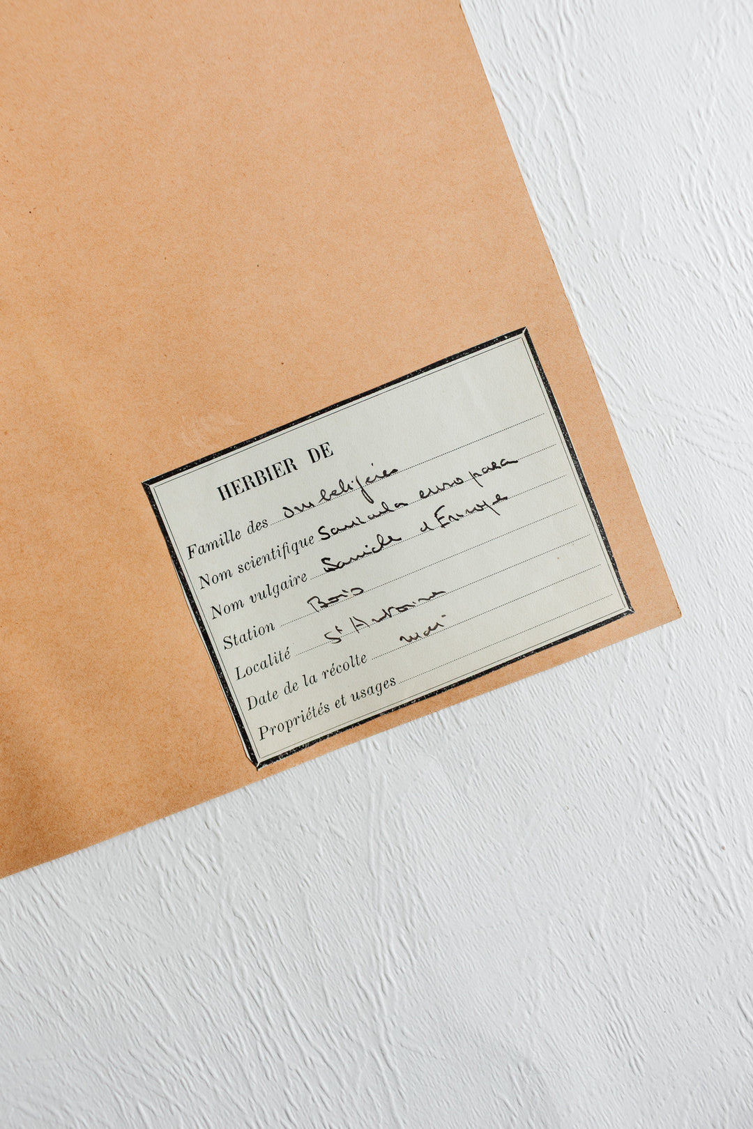 vintage french 1930s botanical  sample