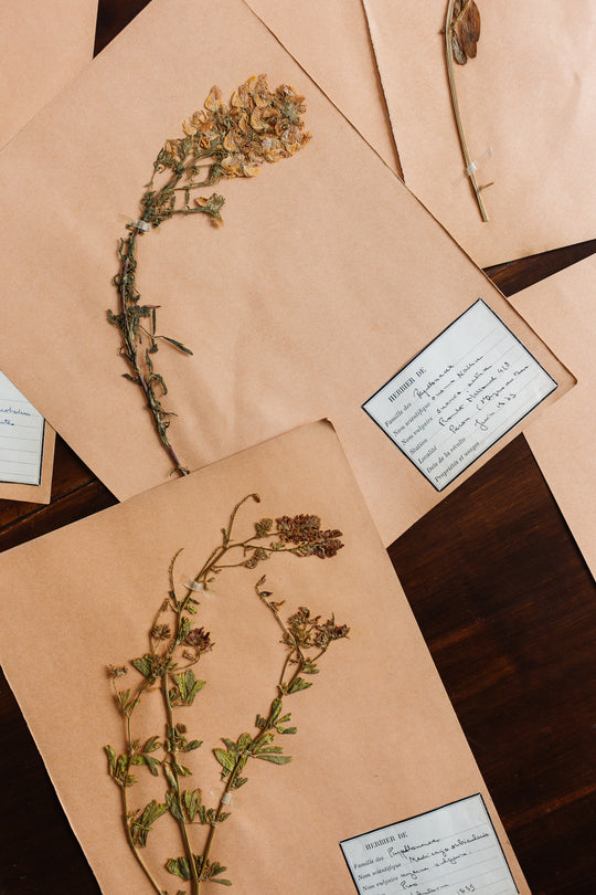 vintage french 1930s botanical  sample