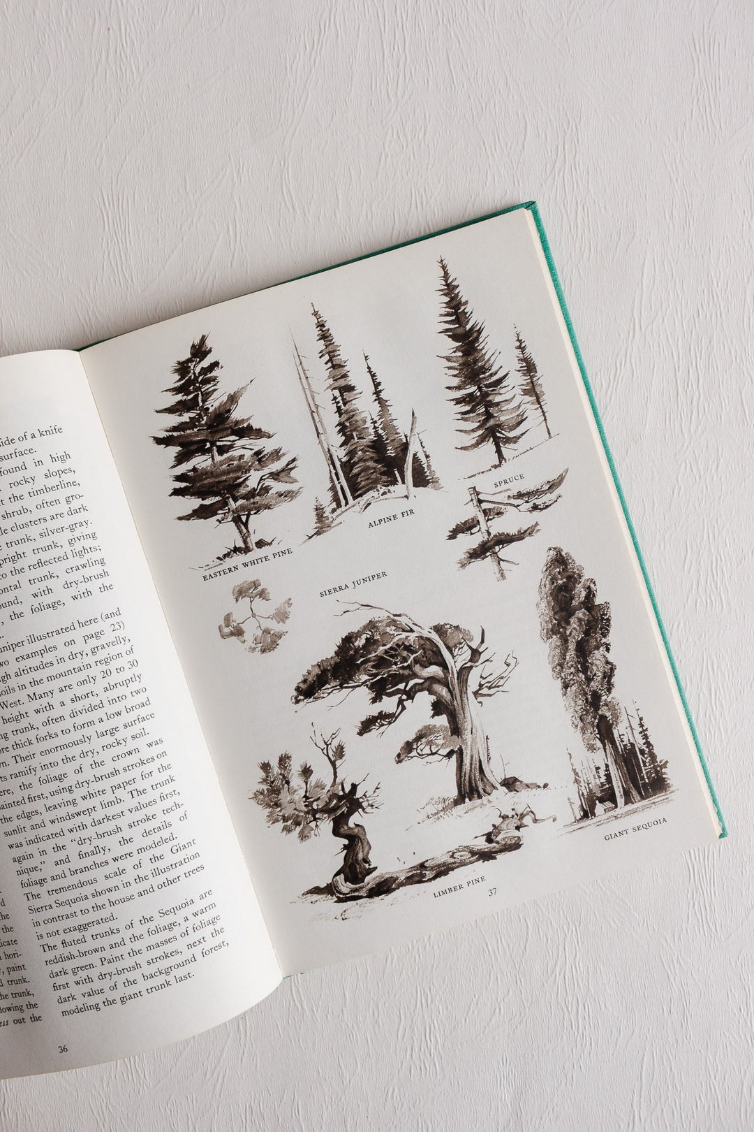 "trees and landscapes" vintage art book