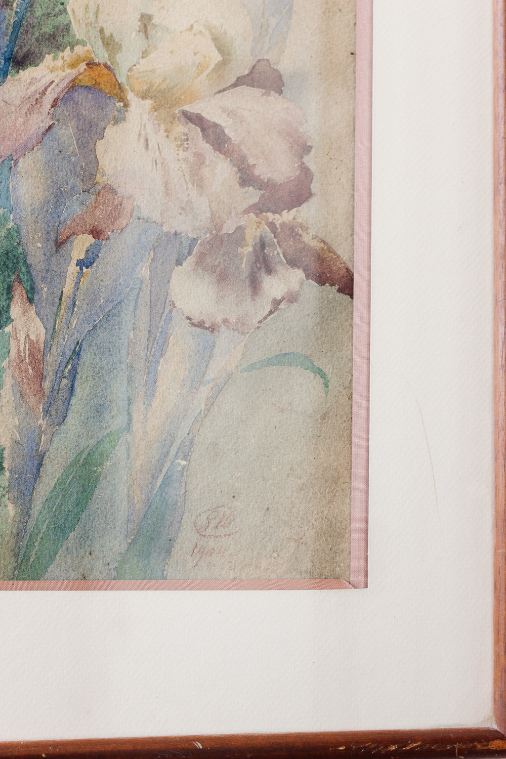 iris du début du siècle