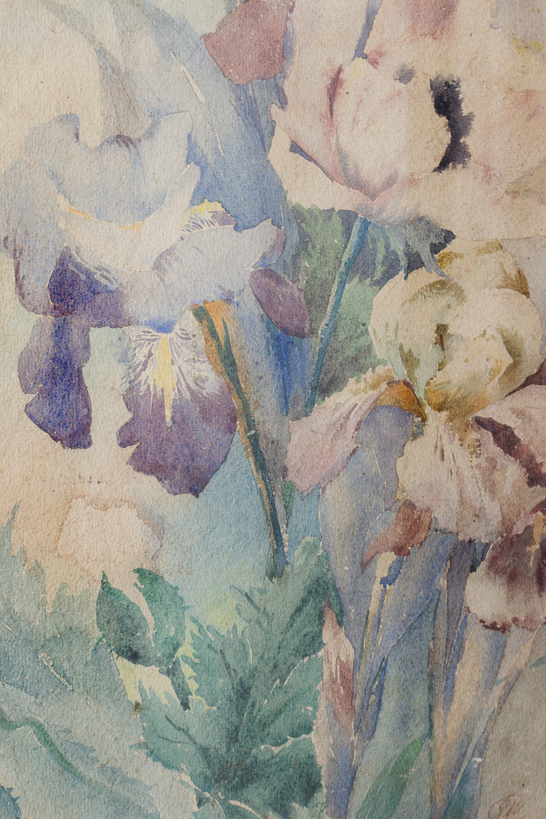 iris du début du siècle