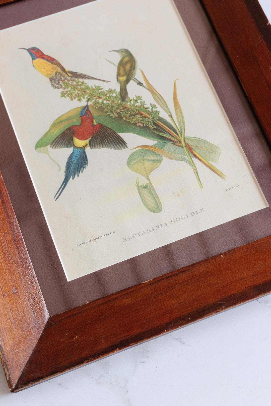 nectarinia gouldle after j. gould