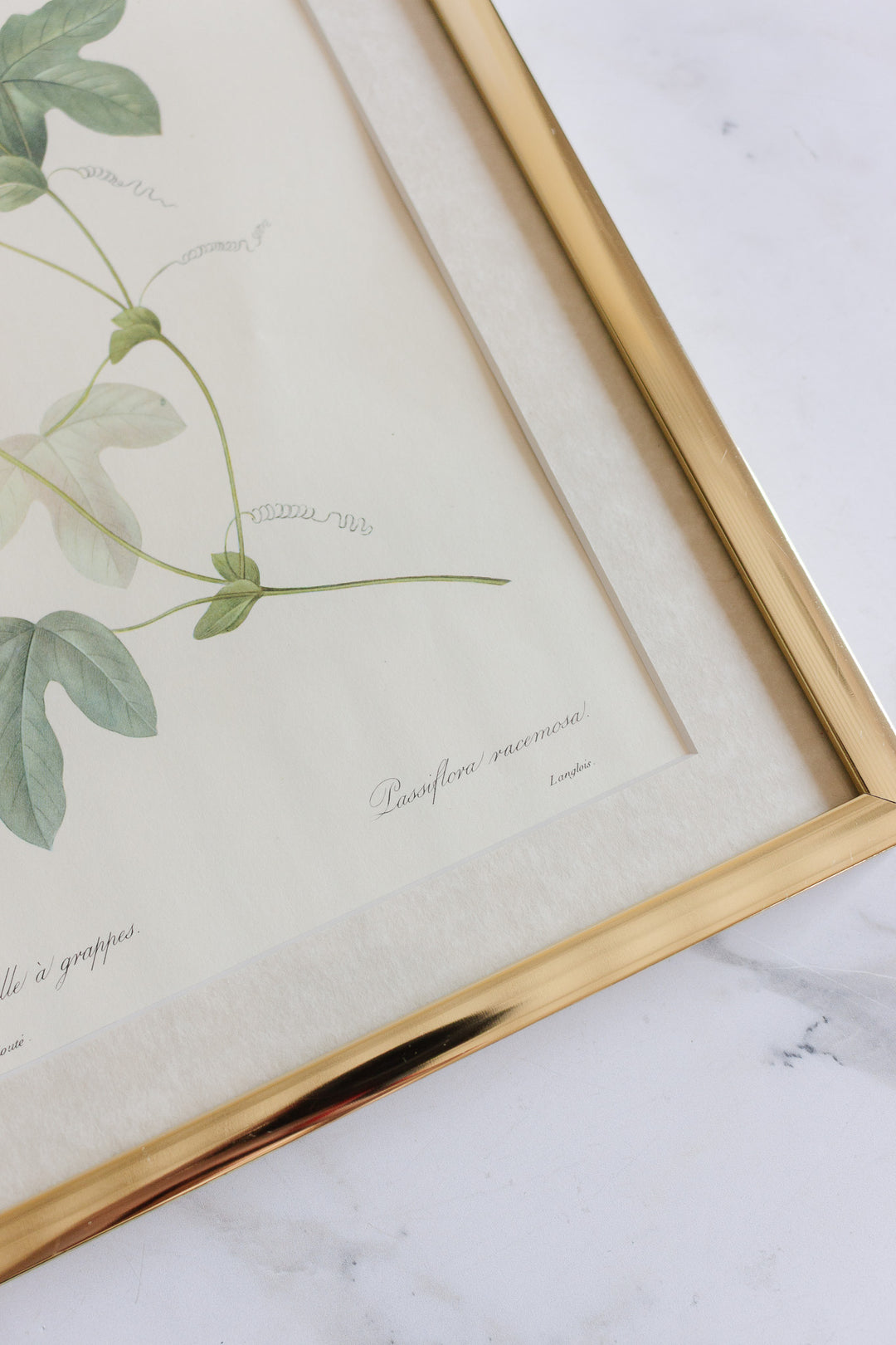 vintage framed floral lithograph by pj redouté