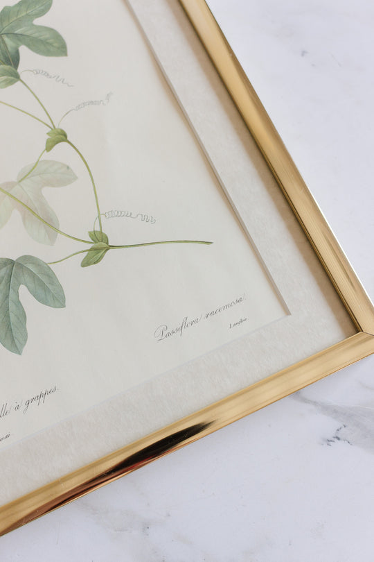 vintage framed floral lithograph by pj redouté