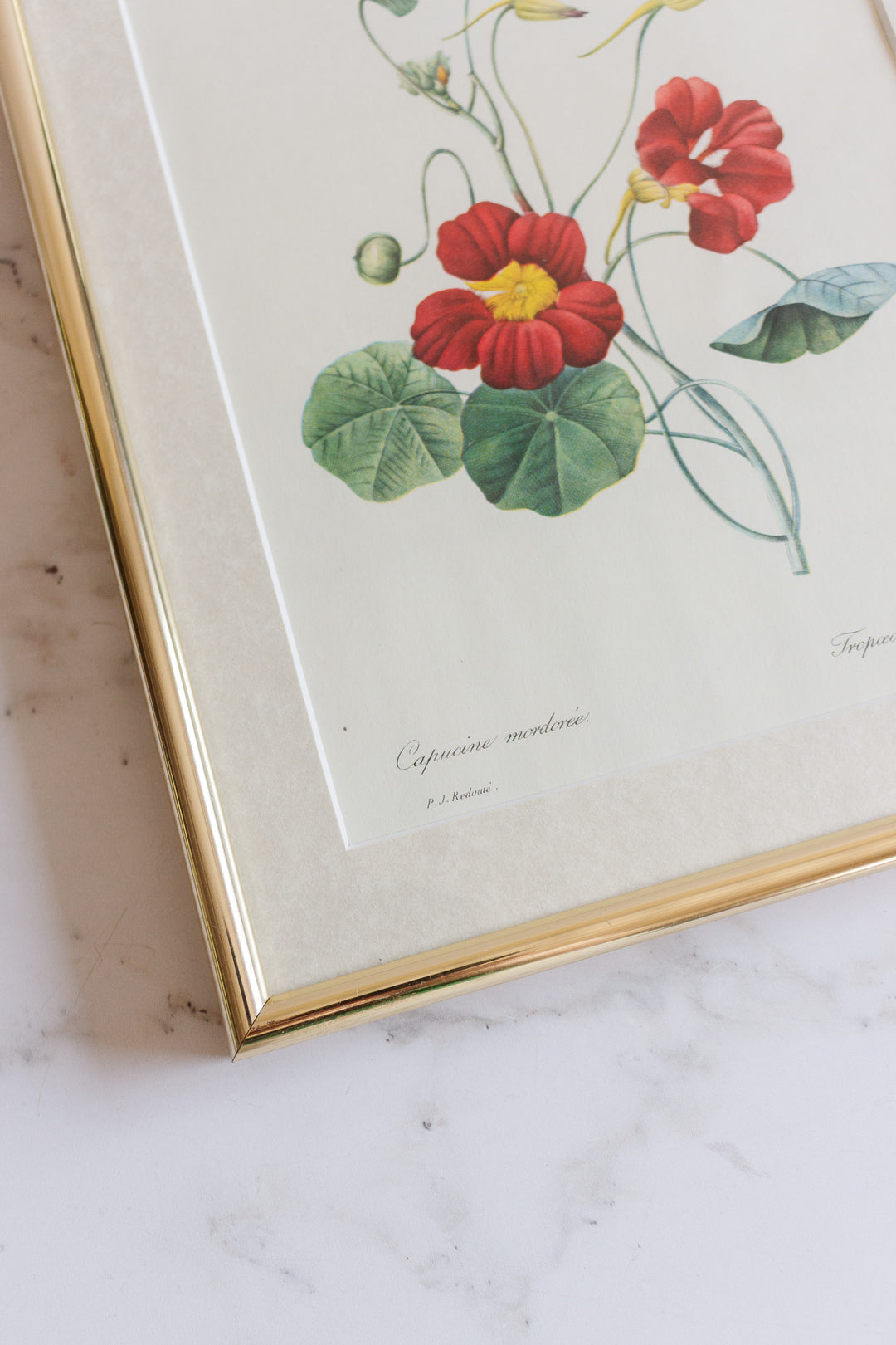 vintage framed floral lithograph by pj redouté