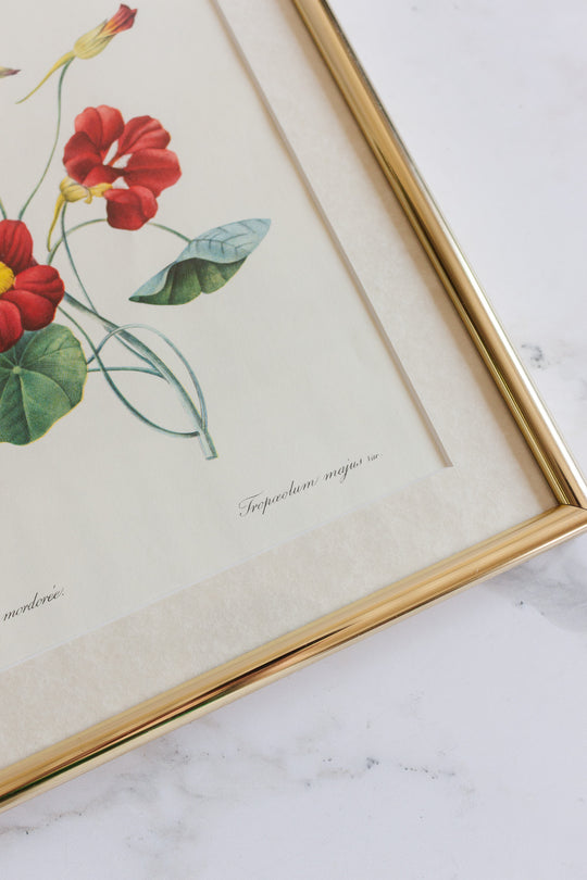 vintage framed floral lithograph by pj redouté