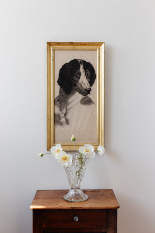 le chien de maury 1886