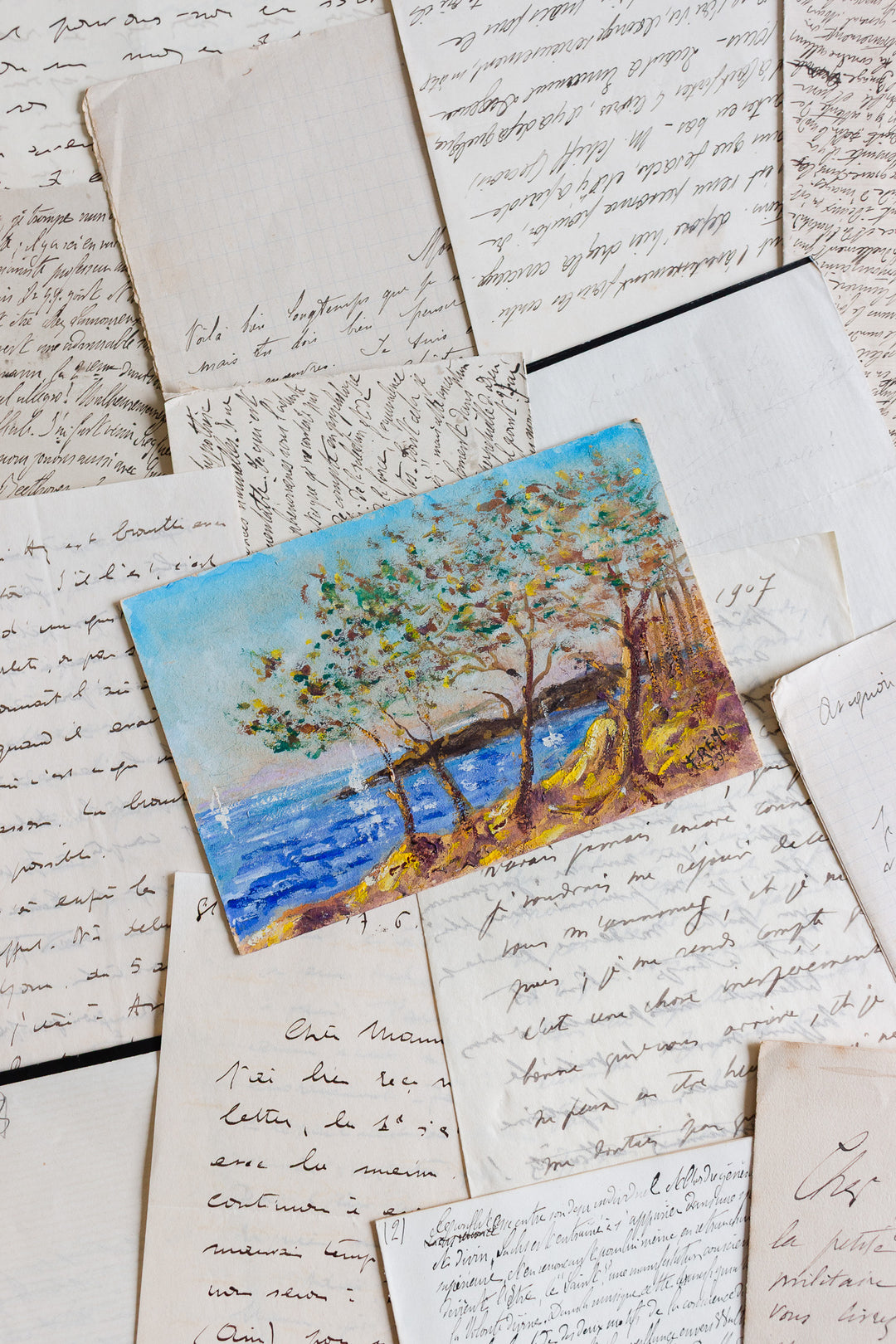 arbre au bord de la mer