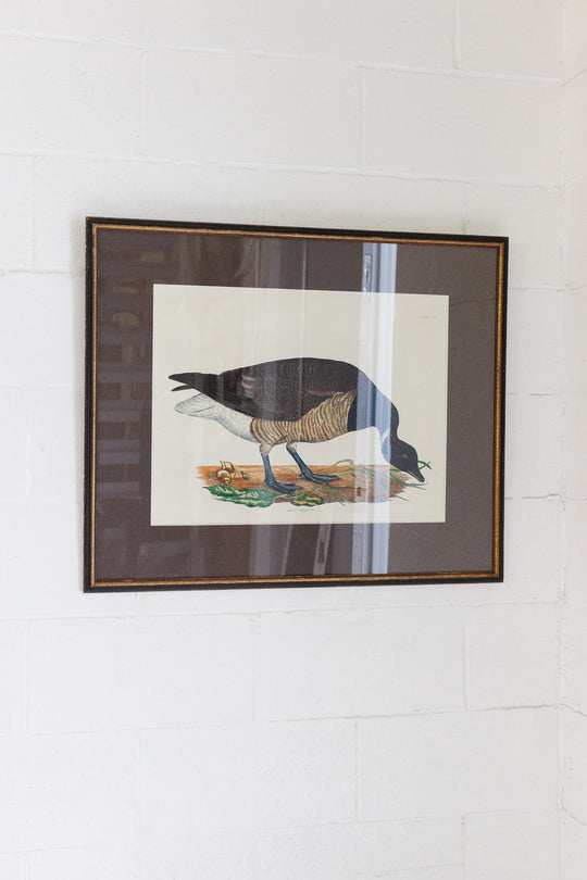 antique hand-coloured engraving — "Brent Bernicle," prideaux john selby, circa 1827