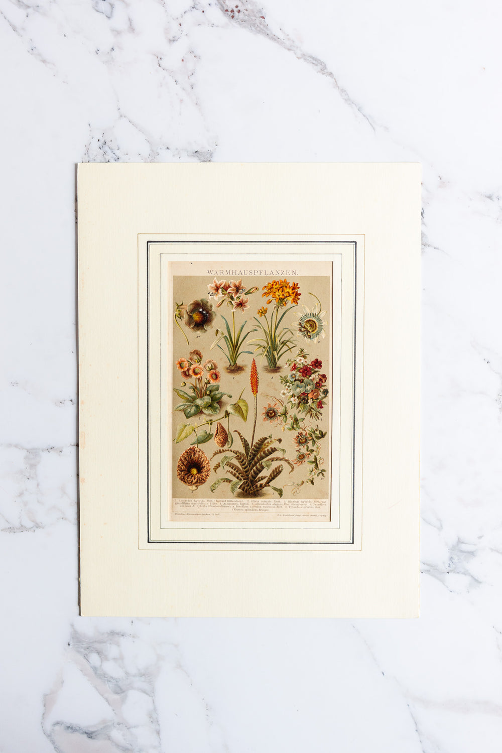 antique German botanical print with matting