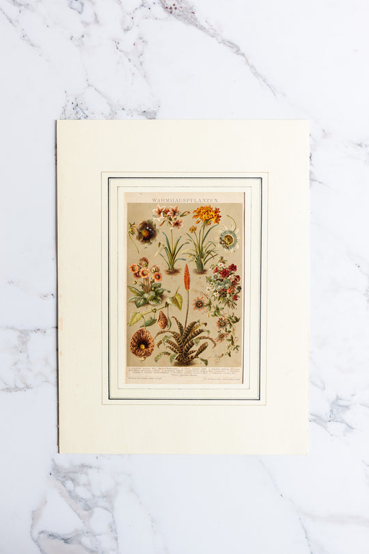 antique German botanical print with matting