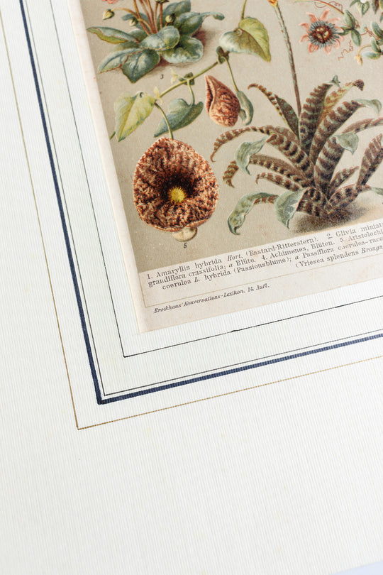 antique German botanical print with matting