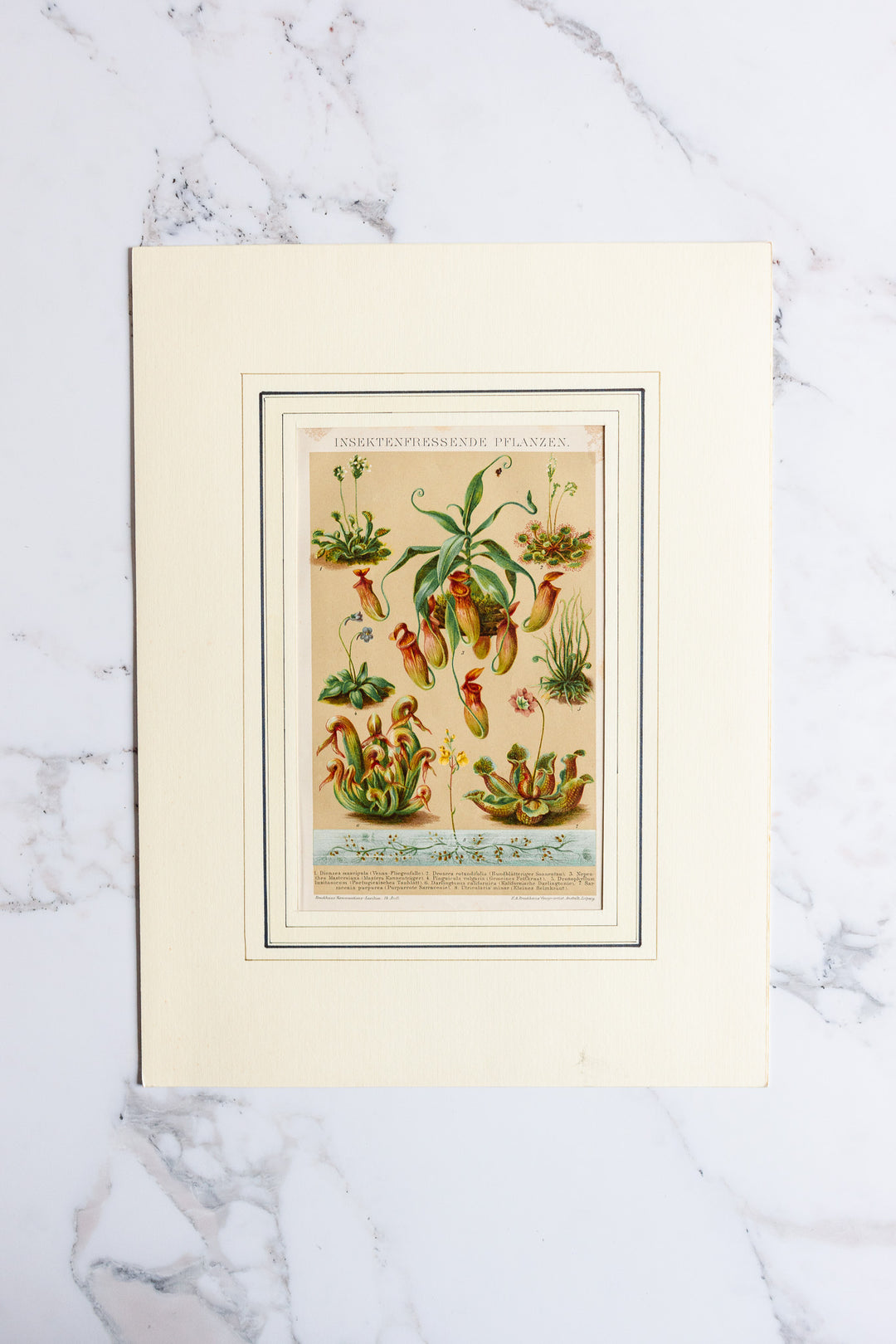 antique German botanical print with matting