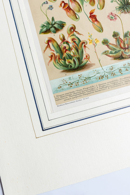 antique German botanical print with matting