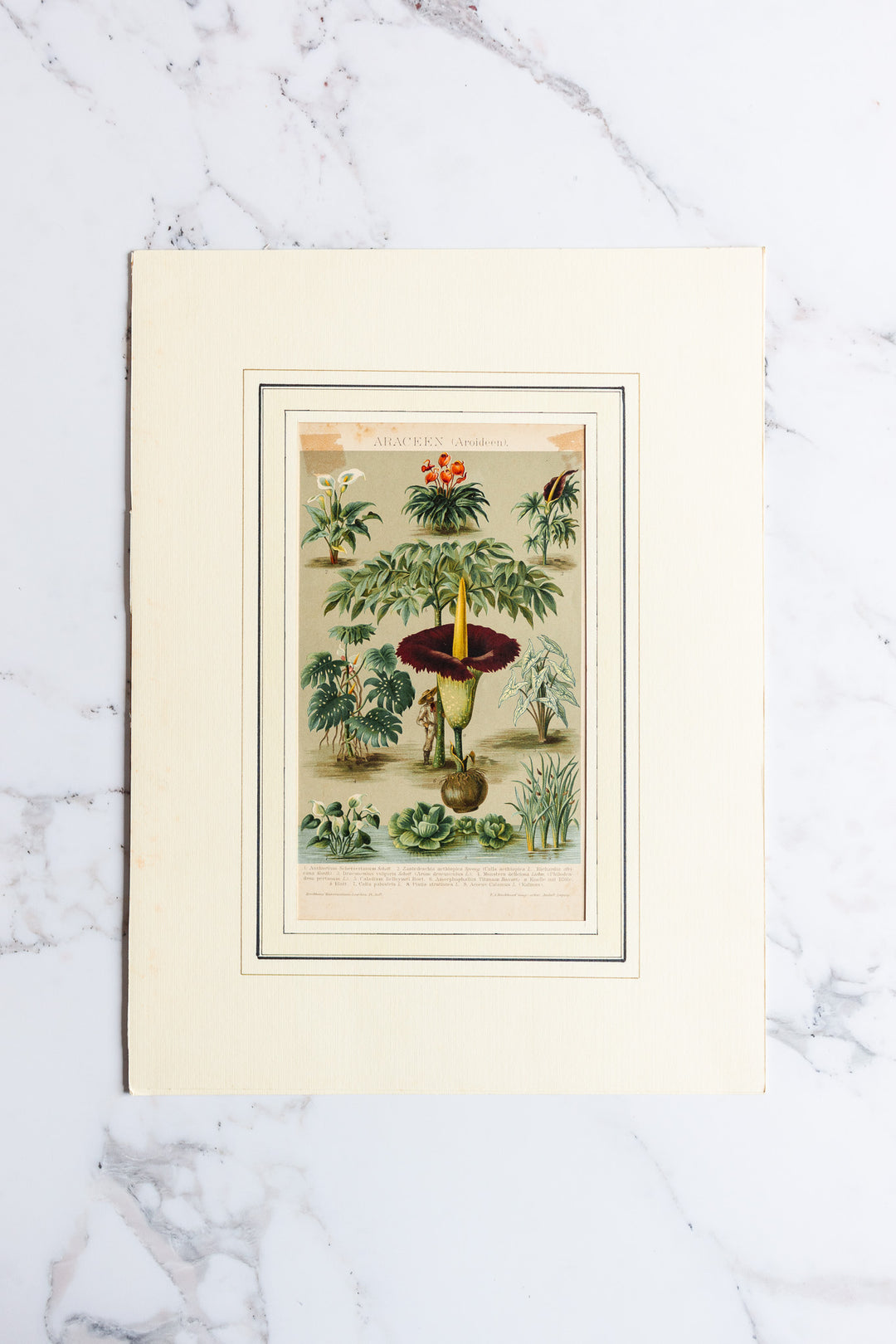 antique German botanical print with matting