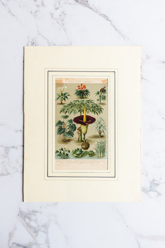 antique German botanical print with matting