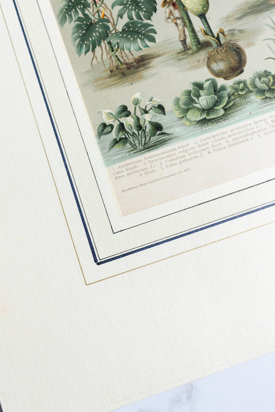 antique German botanical print with matting