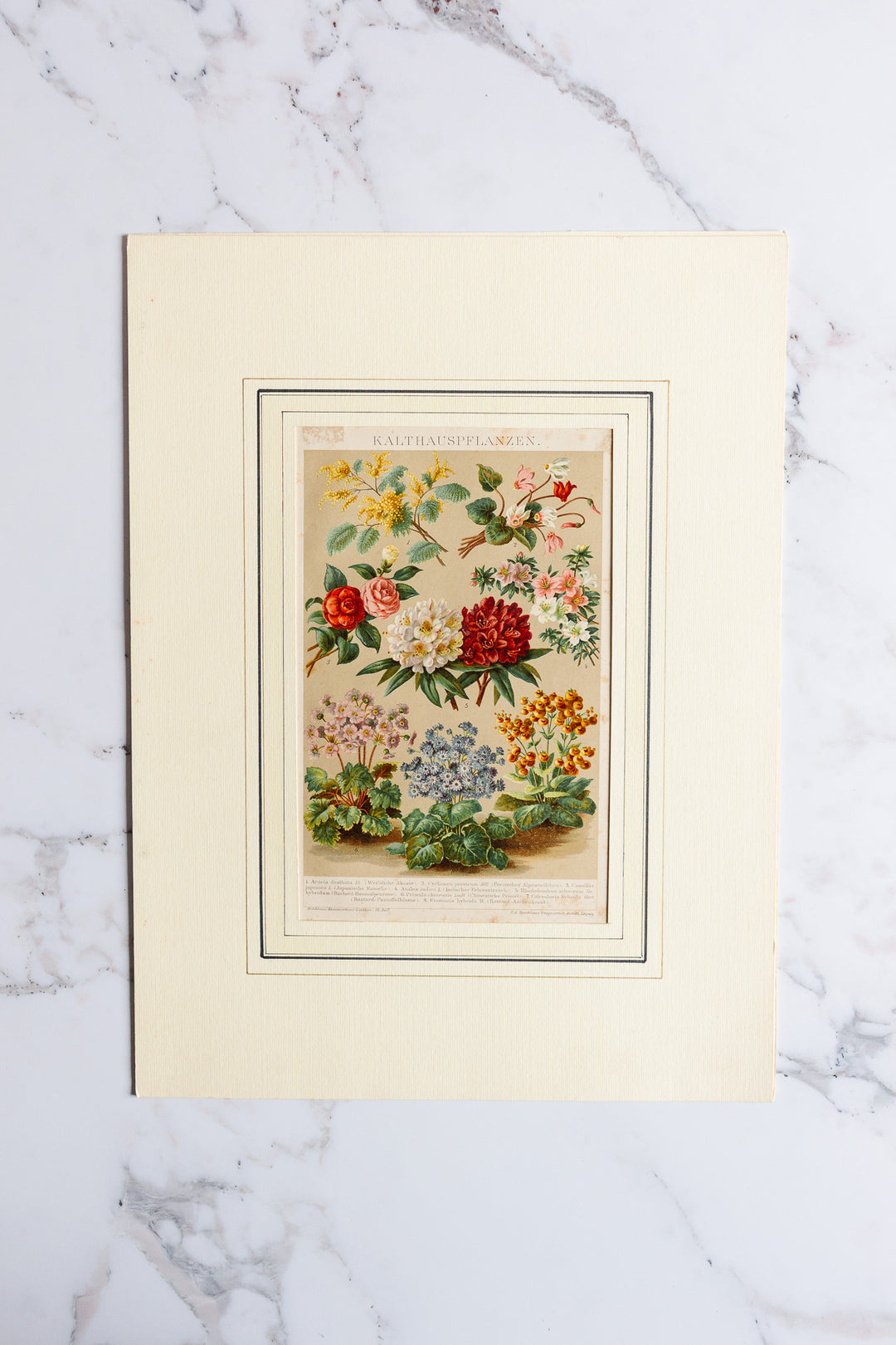 antique German botanical print with matting