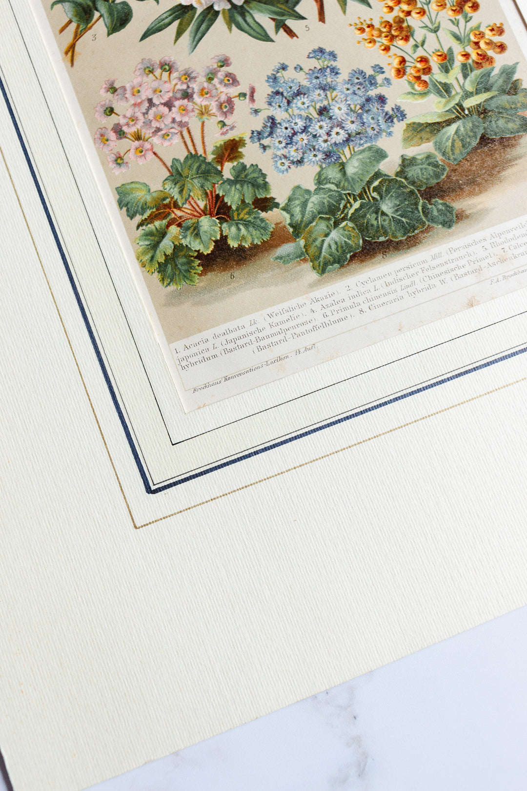 antique German botanical print with matting