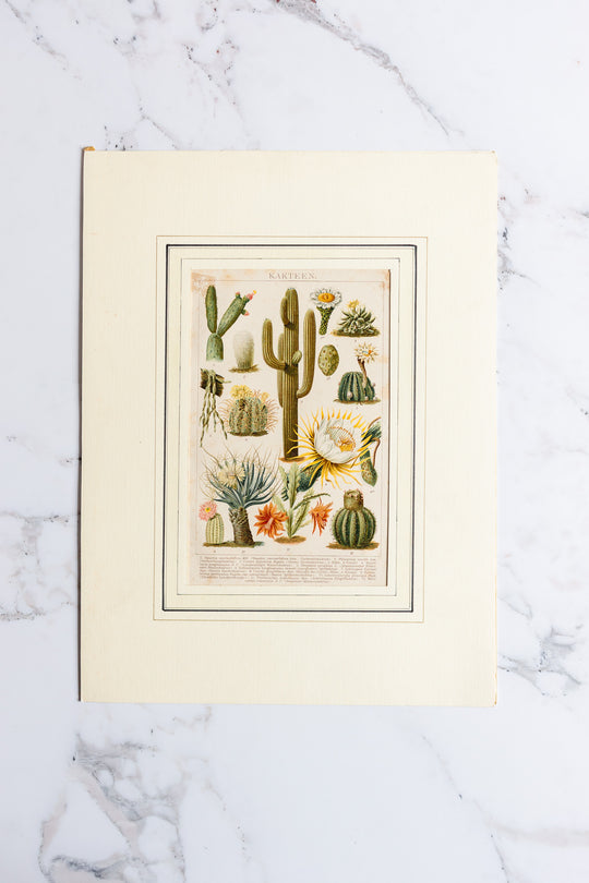 antique German botanical print with matting