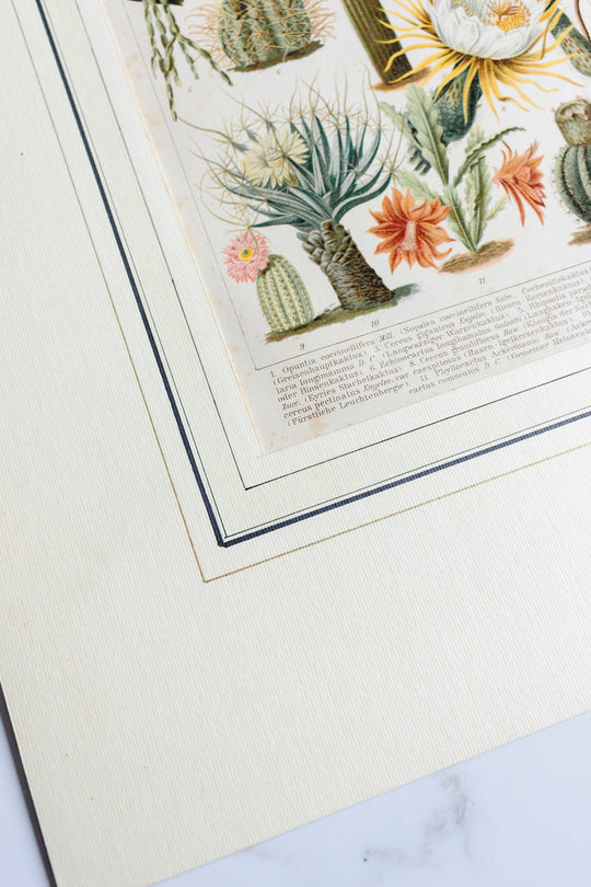 antique German botanical print with matting