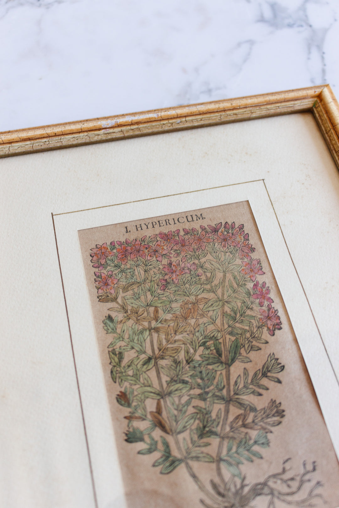 antique European botanical lithograph, “i. hypericum”