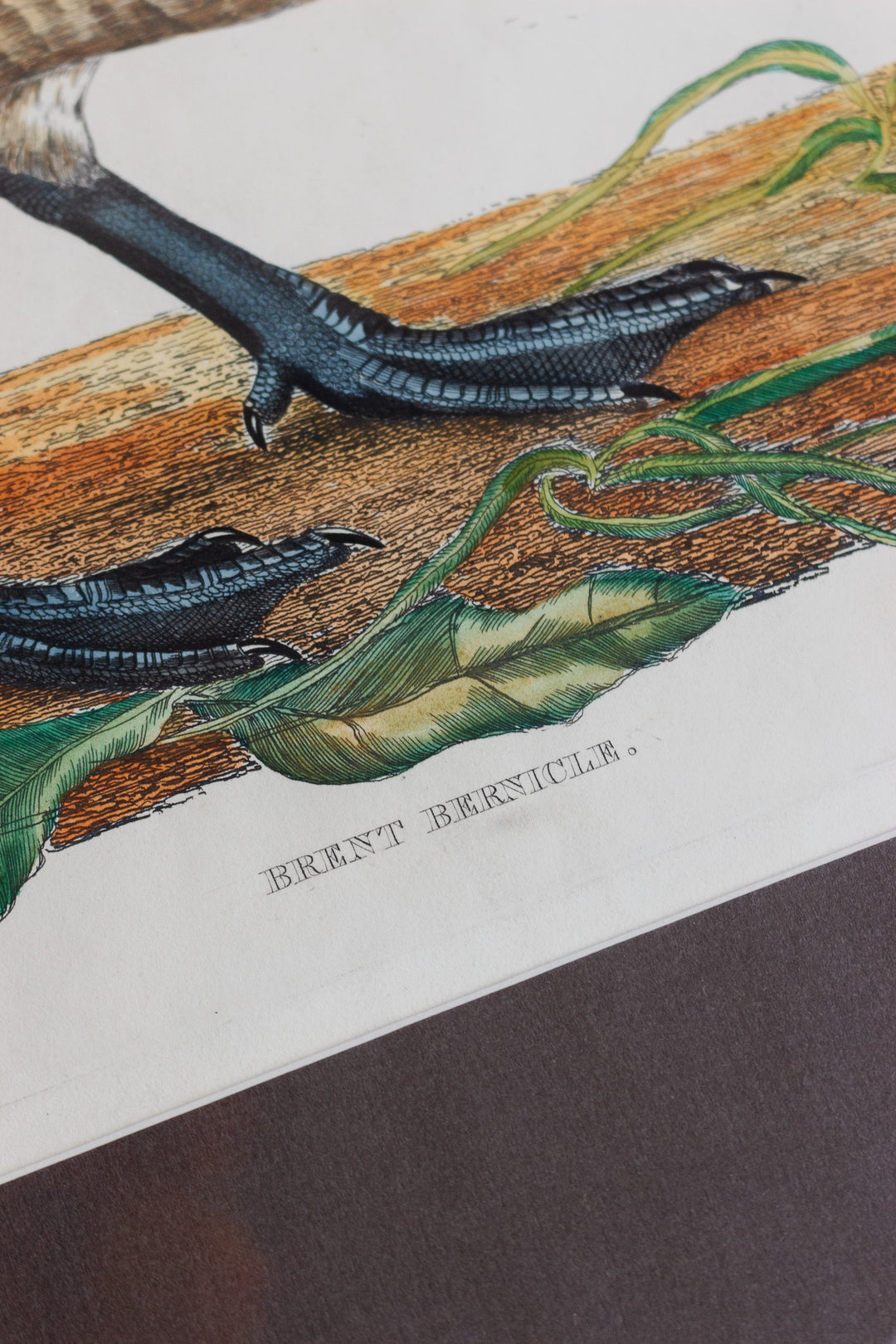 antique hand-coloured engraving — "Brent Bernicle," prideaux john selby, circa 1827