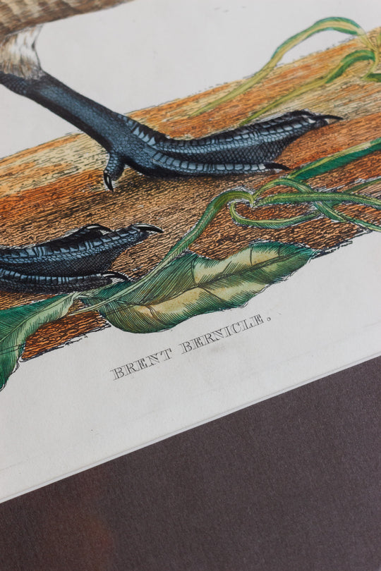 antique hand-coloured engraving — "Brent Bernicle," prideaux john selby, circa 1827