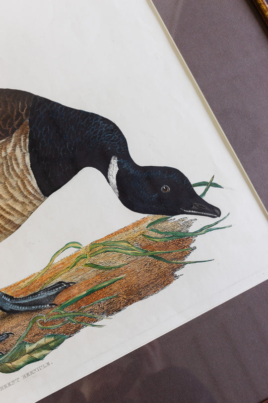 antique hand-coloured engraving — "Brent Bernicle," prideaux john selby, circa 1827