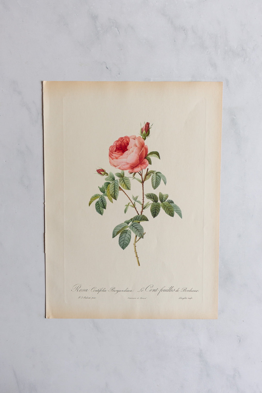 1950s french PJ Redouté botanical lithographs