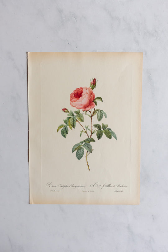 1950s french PJ Redouté botanical lithographs