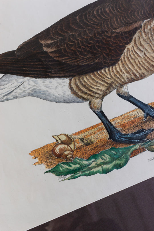 antique hand-coloured engraving — "Brent Bernicle," prideaux john selby, circa 1827