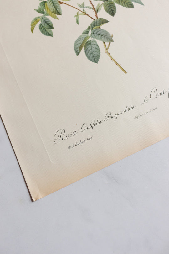 1950s french PJ Redouté botanical lithographs