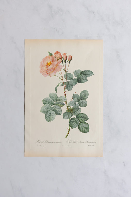 1950s french PJ Redouté botanical lithographs