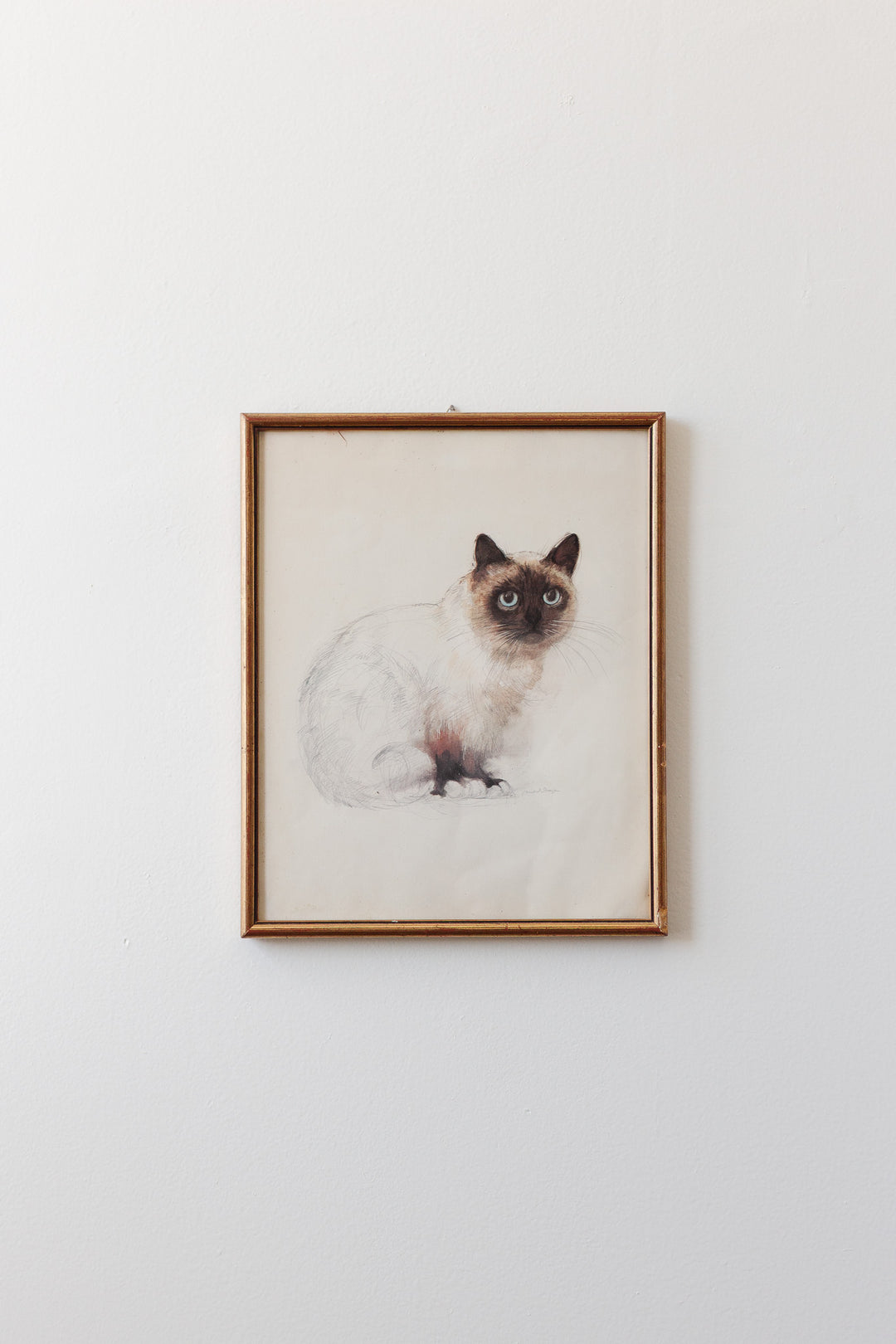 le chat siamois