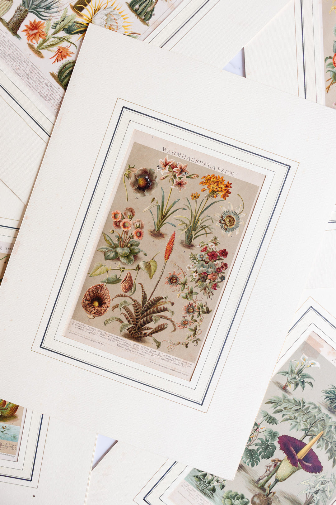 antique German botanical print with matting