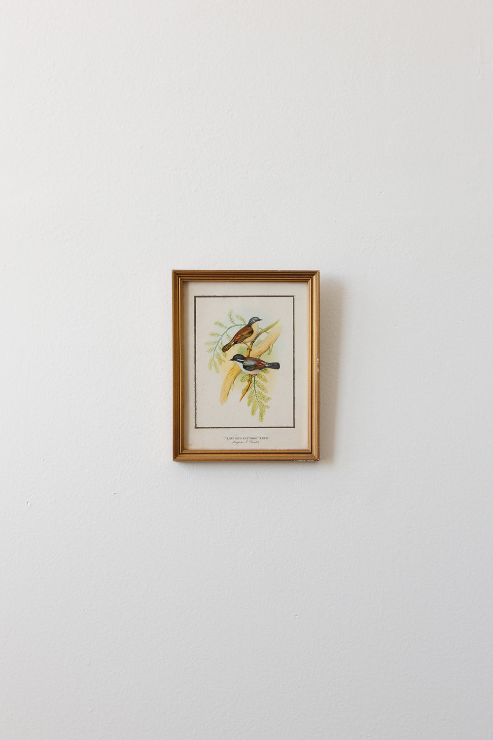 vintage french pteruthius erythropterus chromolithograph