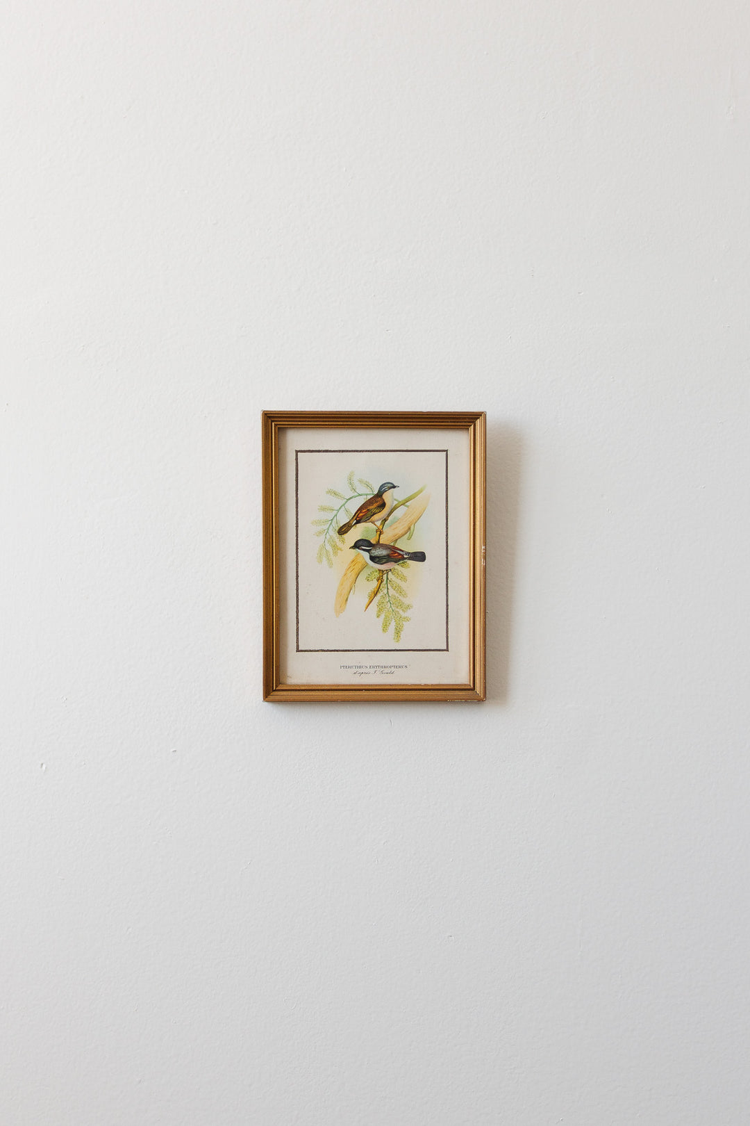 vintage french pteruthius erythropterus chromolithograph