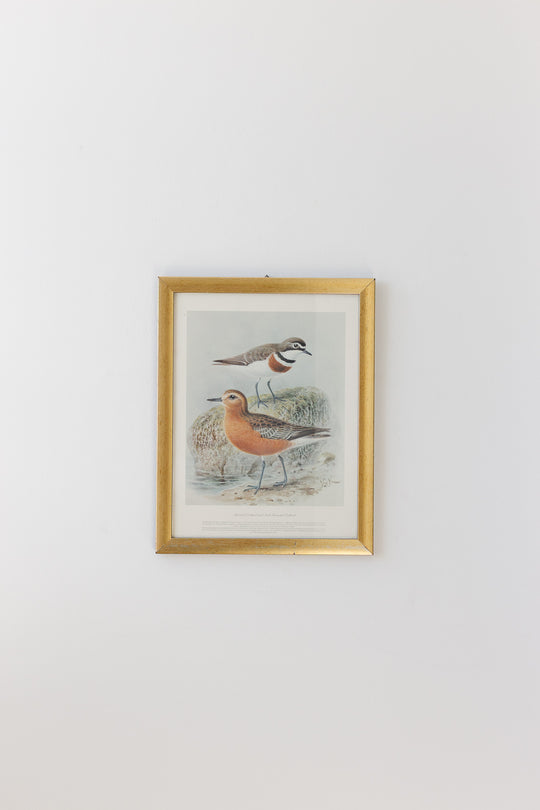 banded dotterel and new zealand dotterel
