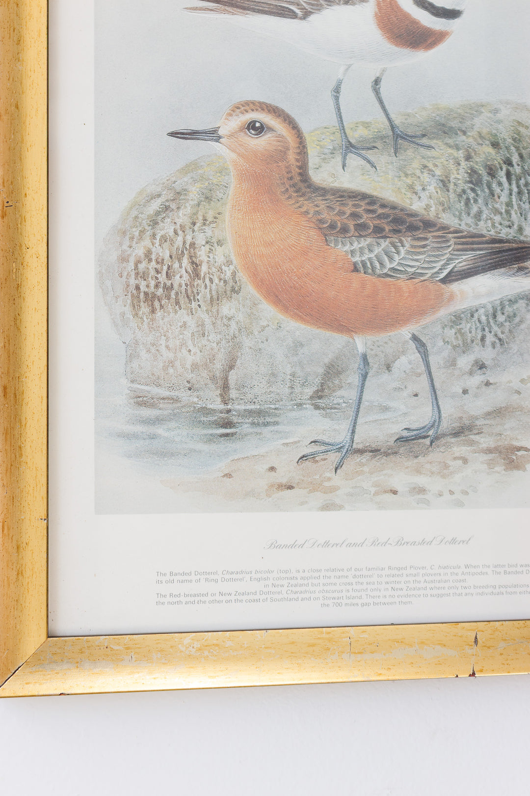 banded dotterel and new zealand dotterel